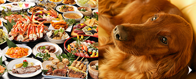 ペットホテル付き宿泊プラン