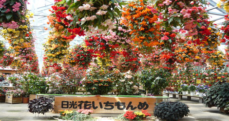 日光花いちもんめ