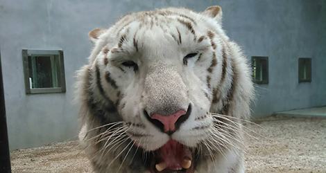 宇都宮動物園