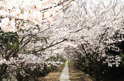 桜を楽しみながら…